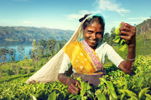 Indigenous Sri Lankan Tea Picker Harvesting Concept